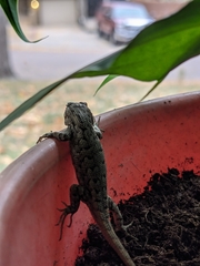 Sceloporus consobrinus