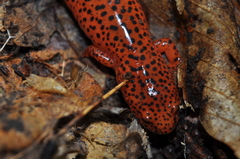 Pseudotriton ruber ruber