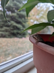 Sceloporus consobrinus