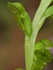 Microtis oblonga