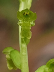 Microtis oblonga