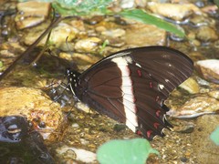 Papilio coroebus syndemis