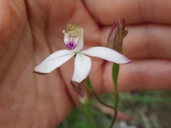 Caladenia gracilis