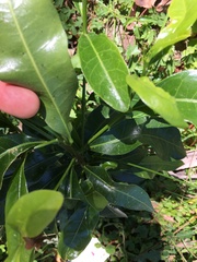 Acronychia oblongifolia