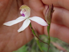 Caladenia gracilis