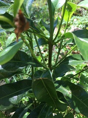 Acronychia oblongifolia