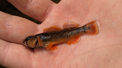 Orangefin darter (Etheostoma bellum) — Percidae — 3
