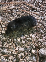 Sorex arcticus