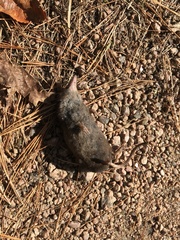 Sorex arcticus