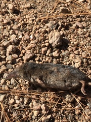 Sorex arcticus