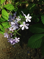 Phlox divaricata laphamii
