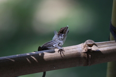 Anolis sagrei