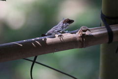Anolis sagrei