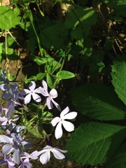 Phlox divaricata laphamii