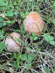 Zelleromyces cinnabarinus