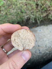 Zelleromyces cinnabarinus