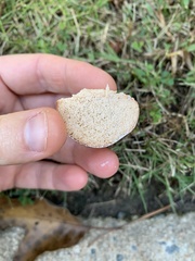 Zelleromyces cinnabarinus