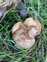 Zelleromyces cinnabarinus