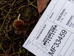 Psathyrella ephemera