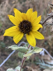 Helianthus