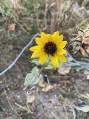 Helianthus