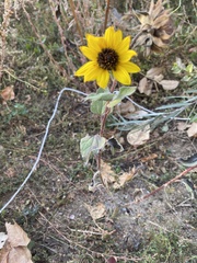Helianthus