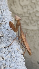 Stagmomantis limbata
