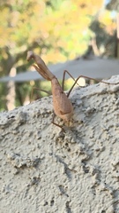 Stagmomantis limbata