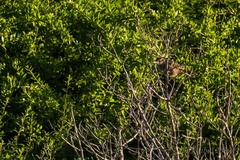 Campylorhynchus
