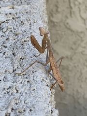 Stagmomantis limbata