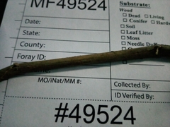 Fusarium graminearum