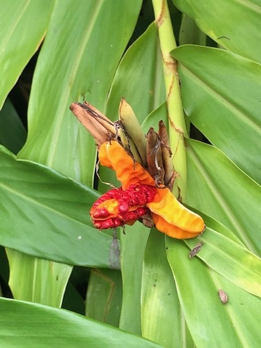 Butterfly ginger lily