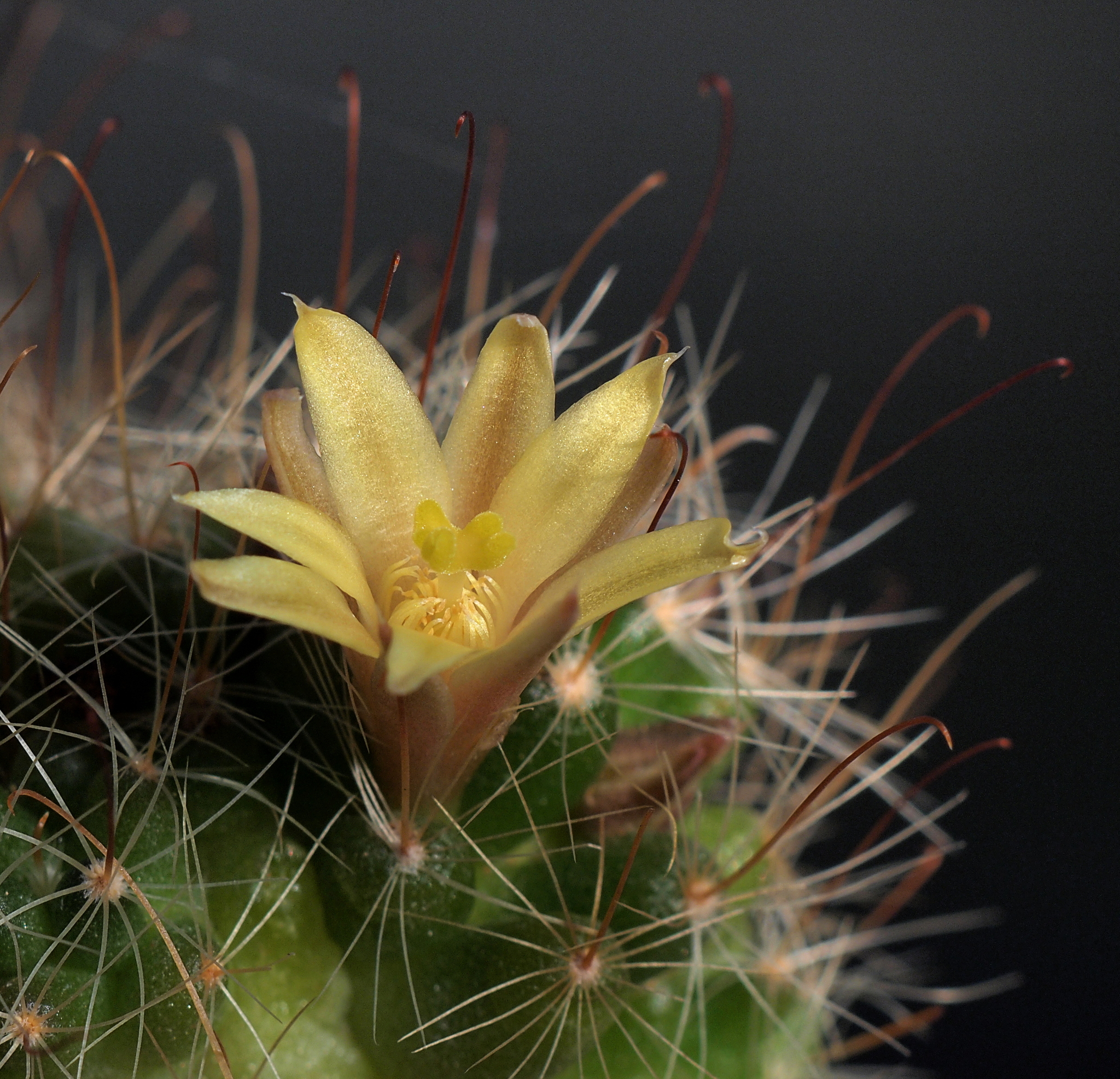 Mammillaria surculosa  iNaturalist