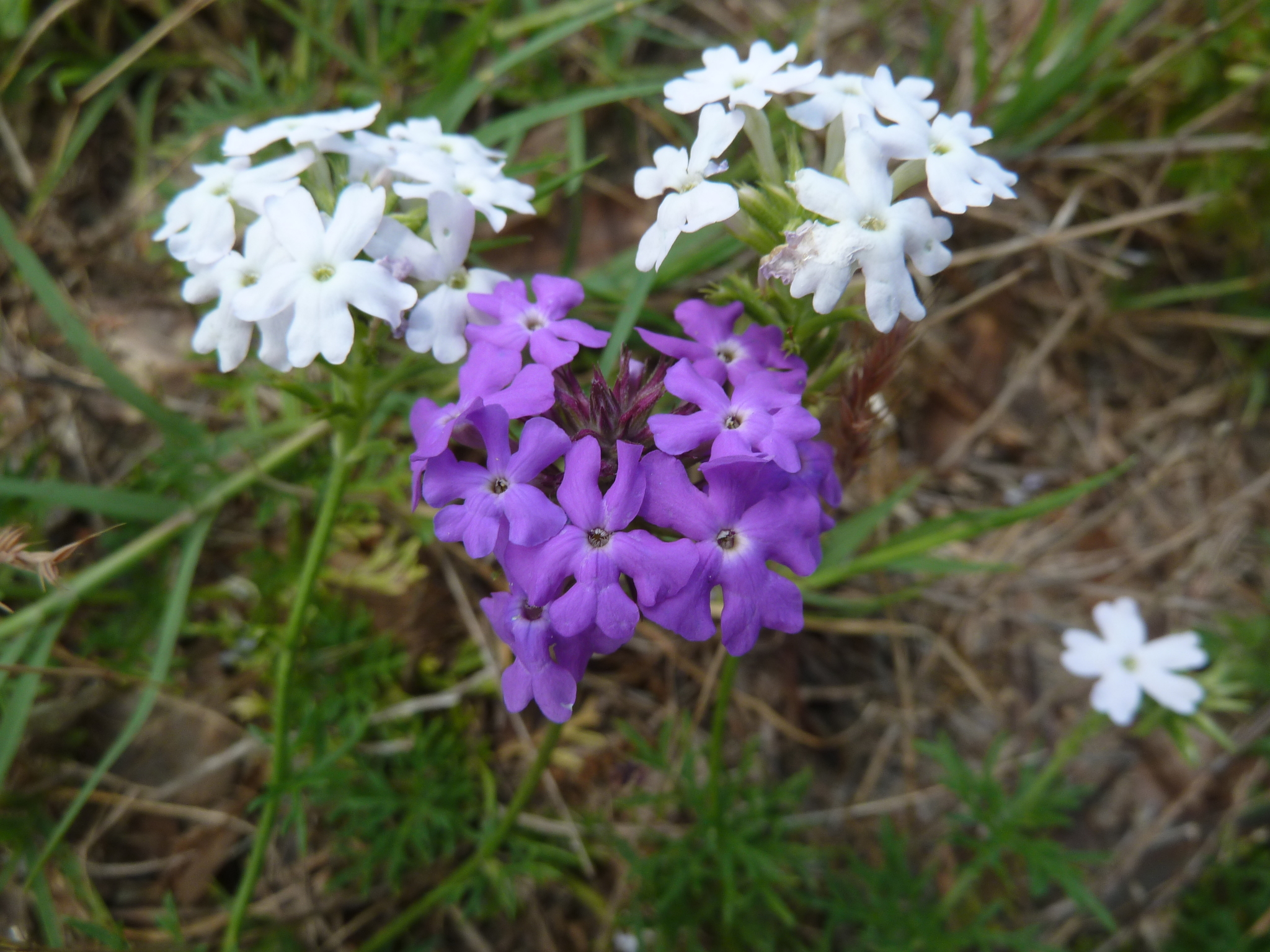 Glandularia pulchella · NaturaLista Mexico