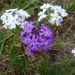 Moss Verbena - Photo (c) Eleanor, some rights reserved (CC BY-NC)