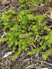 Persoonia chamaepitys