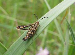 Pyropteron triannuliformis