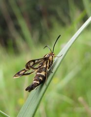 Pyropteron triannuliformis