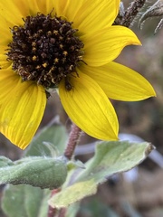 Helianthus