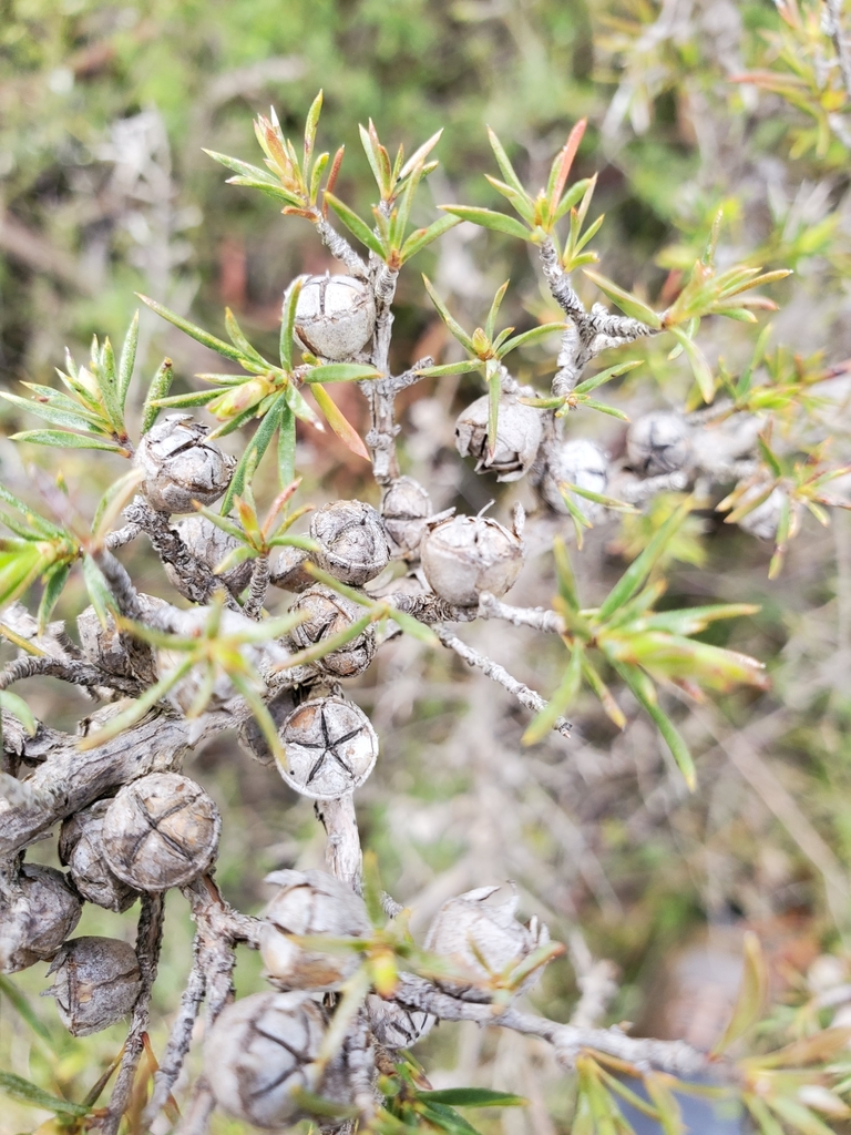 stiff tea tree from Kings Tableland, Blue Mountains, NSW on October 19 ...
