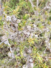 Leptospermum arachnoides