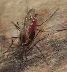 Aedes atlanticus
