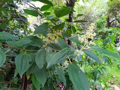 Miconia subseriata