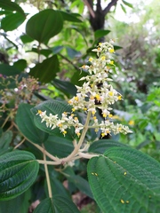 Miconia subseriata