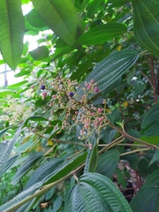 Miconia subseriata