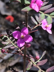 Boronia gracilipes