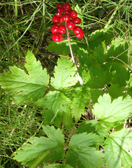 Actaea rubra rubra