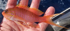 Anthias anthias