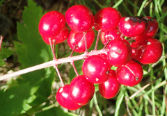 Actaea rubra rubra
