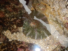 Actinostella bradleyi